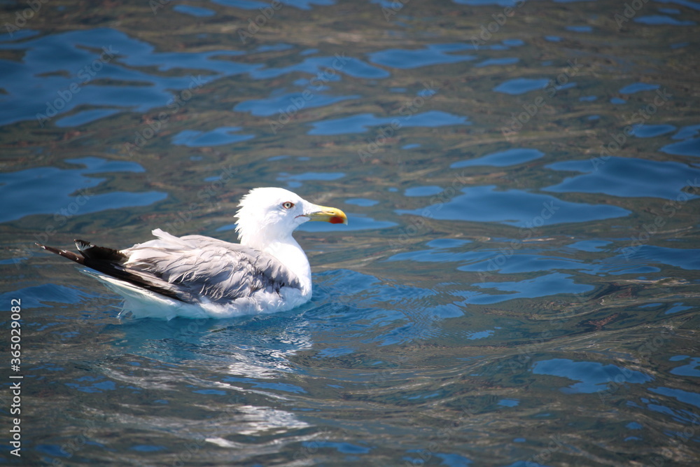 Seagull Seagull