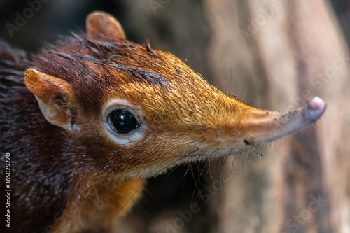 Black and Rufous Elephant Shrew, (Rhynchocyon petersi) photo