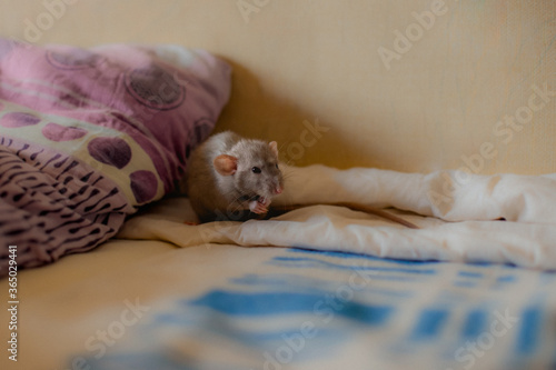 beautiful gray rat washes himself on the child's bed