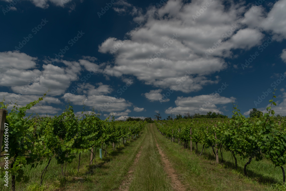 Vineyards and hills near Moravske Branice village in hot summer sunny day