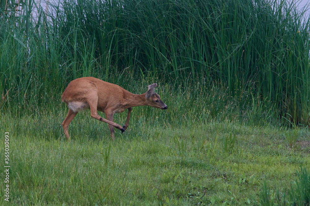 Reh am Morgen in der Oberlausitz Reh am Morgen in der Oberlausitz