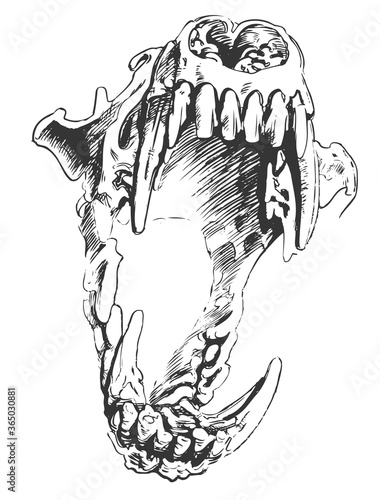 Halloween Horror  Animal Scull Sketch, Drawing Sketch 