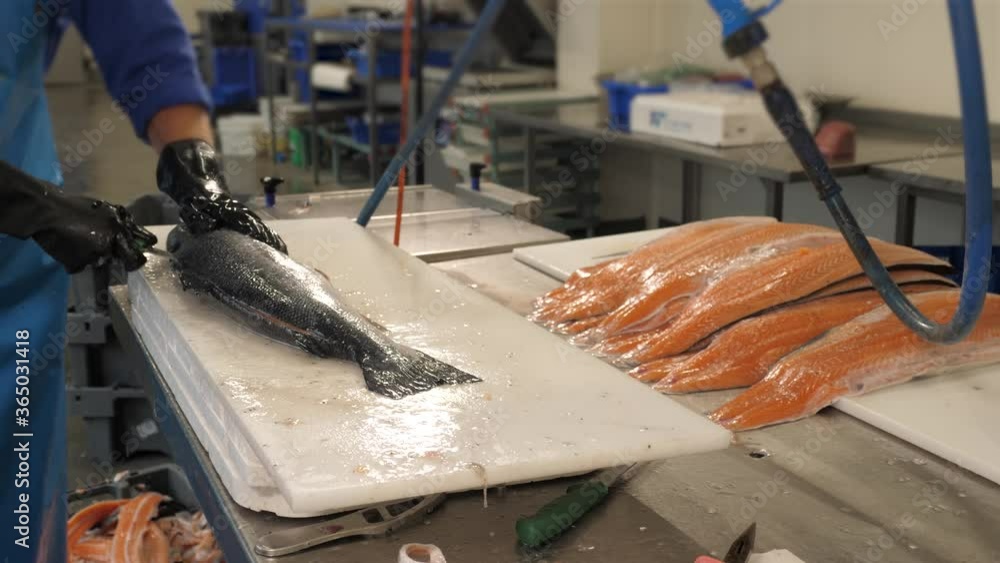 Cleaning salmon fish in an industrial restaurant kitchen Cleaning salmon fish in an industrial restaurant kitchen