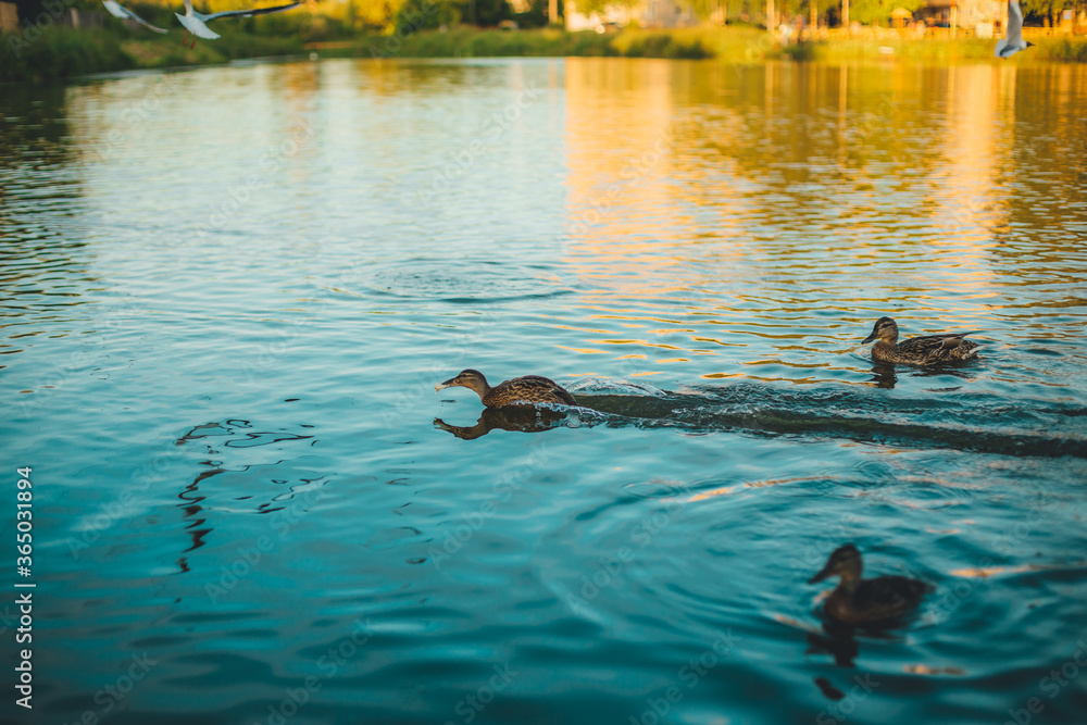 Εκτύπωση καμβά a lone duck quickly swims away from the rest of the ducks with a piece of bread