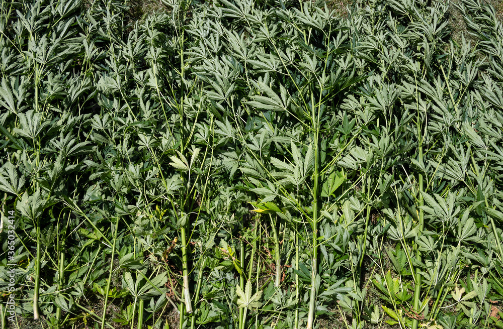 Cut cannabis plants are in the field. The texture of the plants of cannabis. Cut cannabis plants are in the field. The texture of the plants of cannabis.