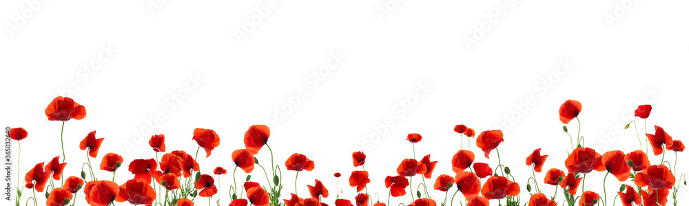 Obraz premium Beautiful red poppy flowers on white background. Banner design