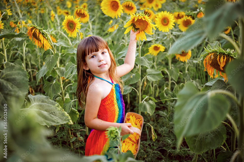 A beautiful girl with dark hair and a colored dress in a field with sunflowers. A beautiful girl with dark hair and a colored dress in a field with sunflowers.