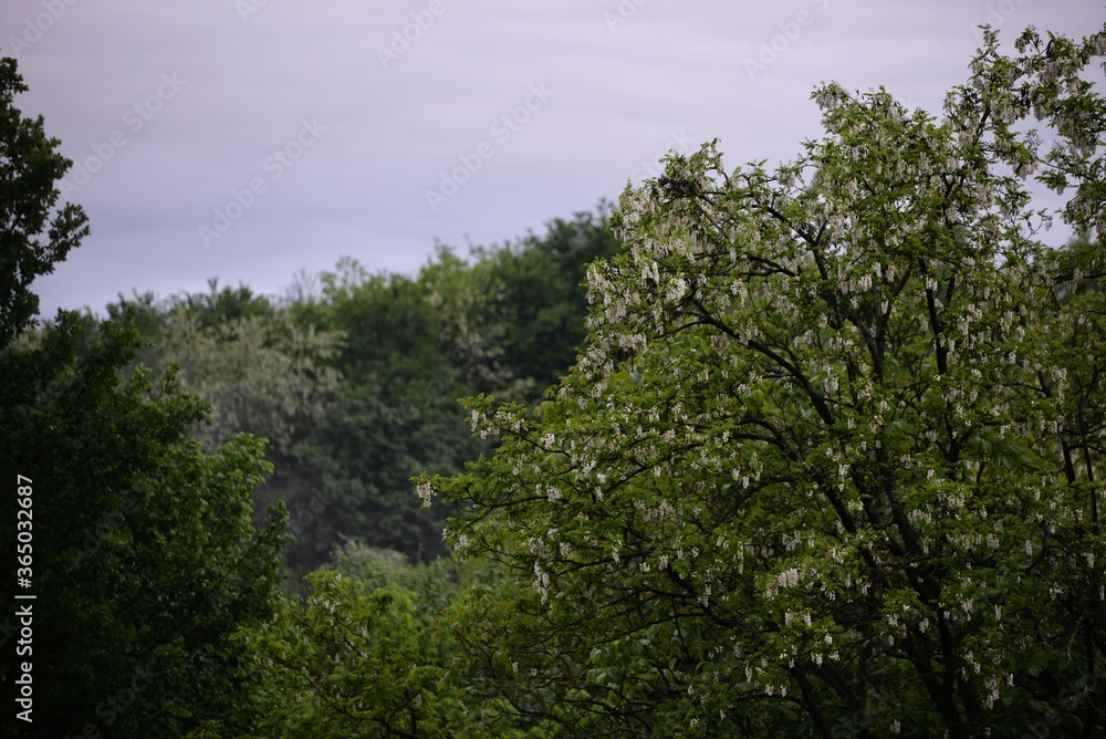 acacia tree in blooming period. Robinia pseudoacacia flowers 