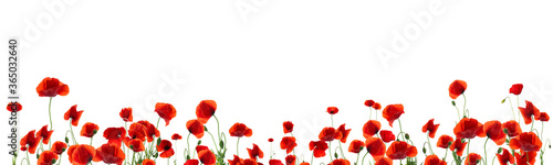 Fototapeta Naklejka Na Ścianę i Meble -  Beautiful red poppy flowers on white background. Banner design