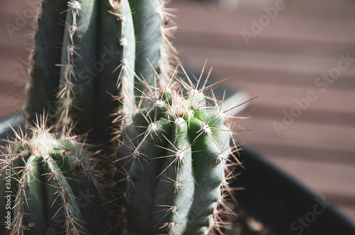 Kaktus kolumnowy San Pedro Echinopsis pachanoi w przybliżeniu z dużymi kolcami, tło drewniane rozmyte. © Magdalena