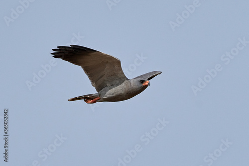 Dark chanting goshawk (Melierax metabates) photo