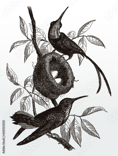 Two crimson topaz hummingbirds topaza pella near nest with two eggs, after antique illustration from 19th century
