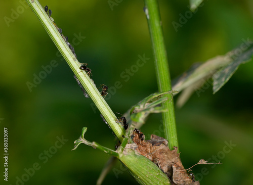 brown farmer ants serve field aphids as their herd on green stems against a black background © константин константи