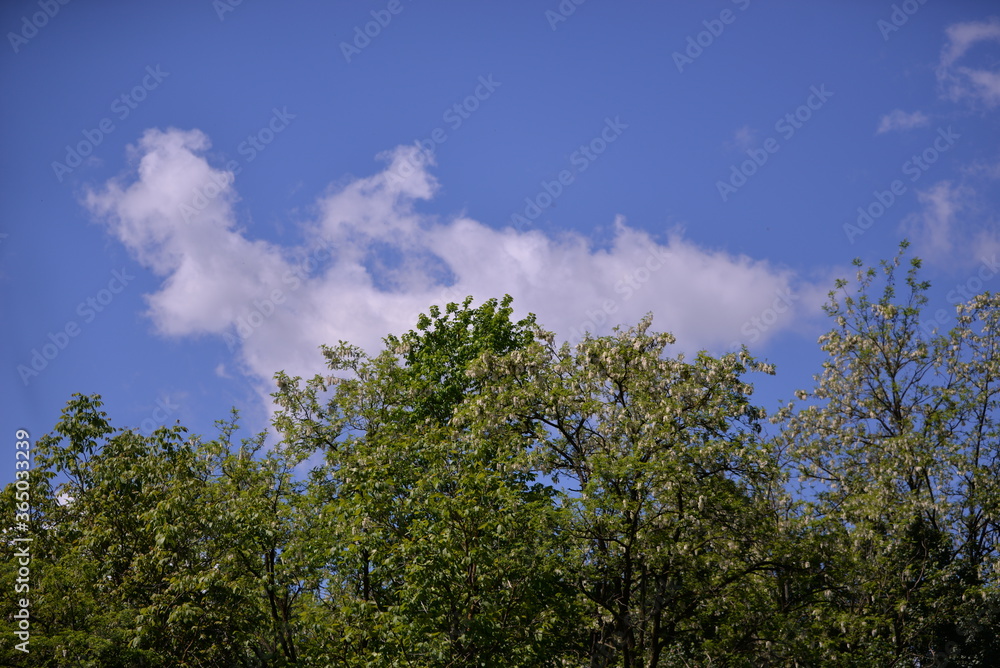 acacia tree in blooming period. Robinia pseudoacacia flowers acacia tree in blooming period. Robinia pseudoacacia flowers