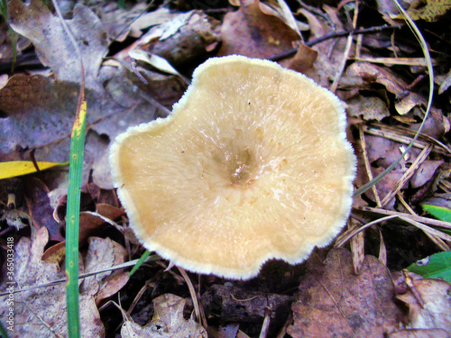 Close up of Polyporus Tuberaster growing through leaf litter on the forest floor