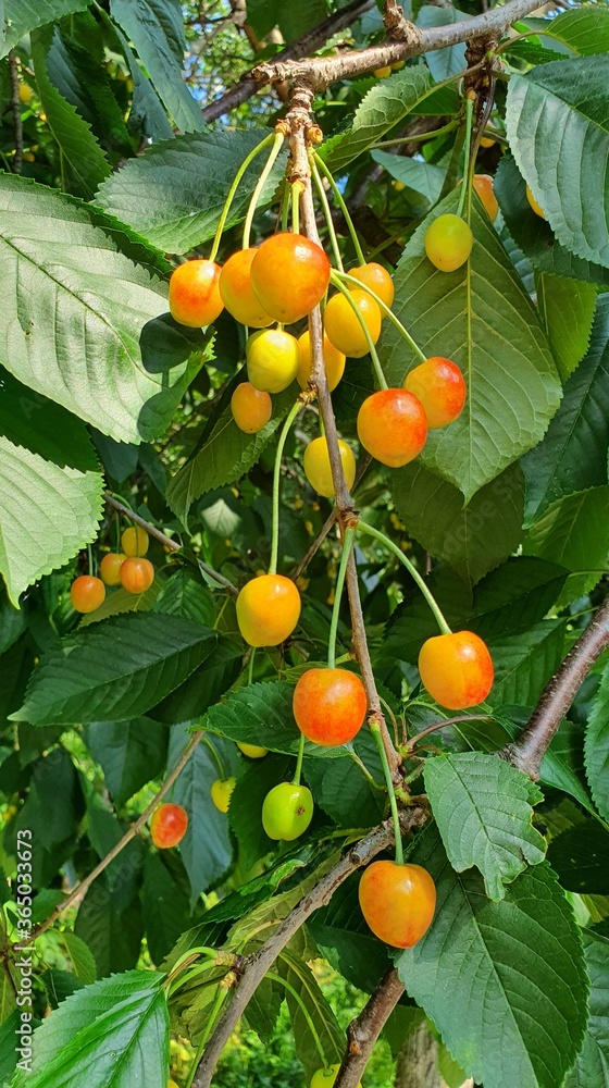 Cherry tree.
Ripening yellow orange cherries on the tree among the leaves.