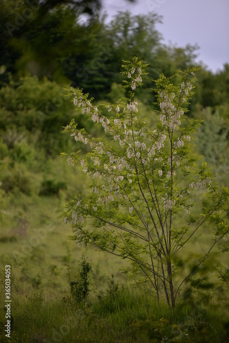 acacia tree in blooming period. Robinia pseudoacacia flowers 