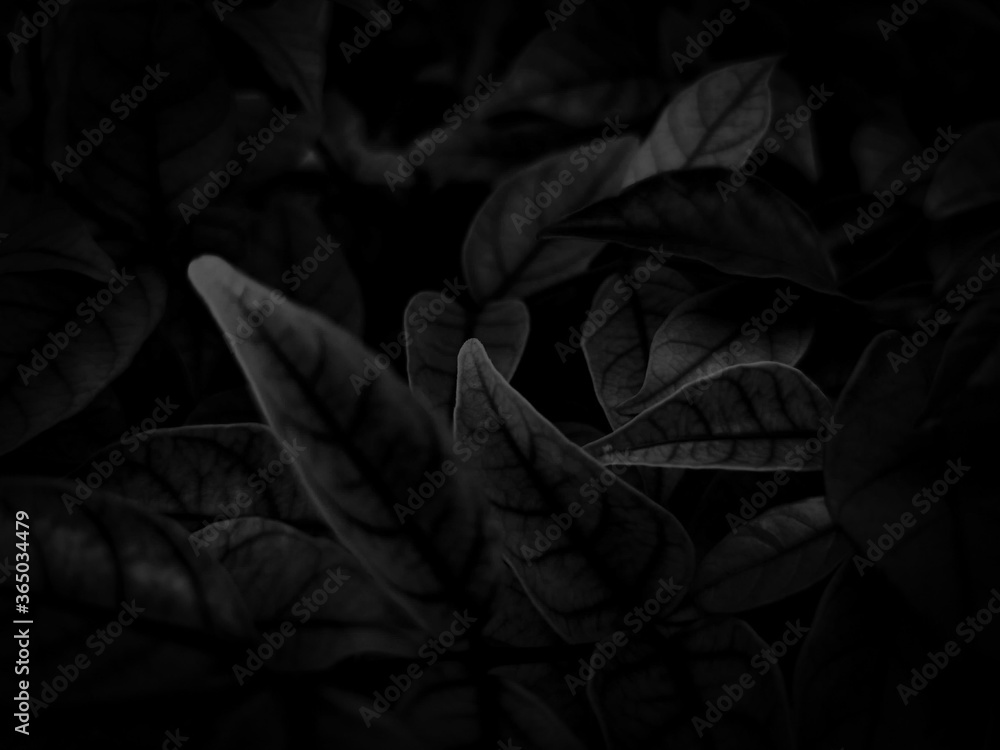 Beautiful abstract color gray and white flowers on dark background and light pink flower frame and dark leaves texture, dark background, colorful graphics banner, white leaves, black leaves