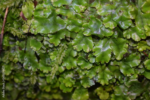 Crescent-cup liverwort green plant (Lunularia cruciata)