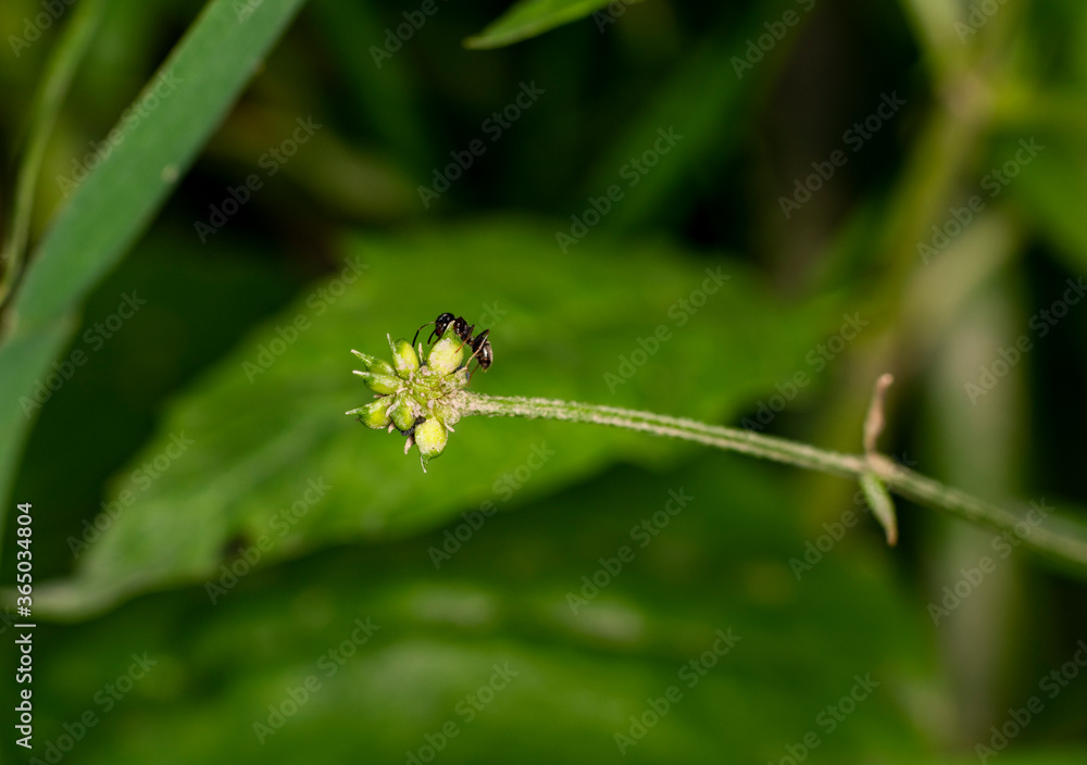 brown farmer ants serve field aphids as their herd on green stems against a black background brown farmer ants serve field aphids as their herd on green stems against a black background