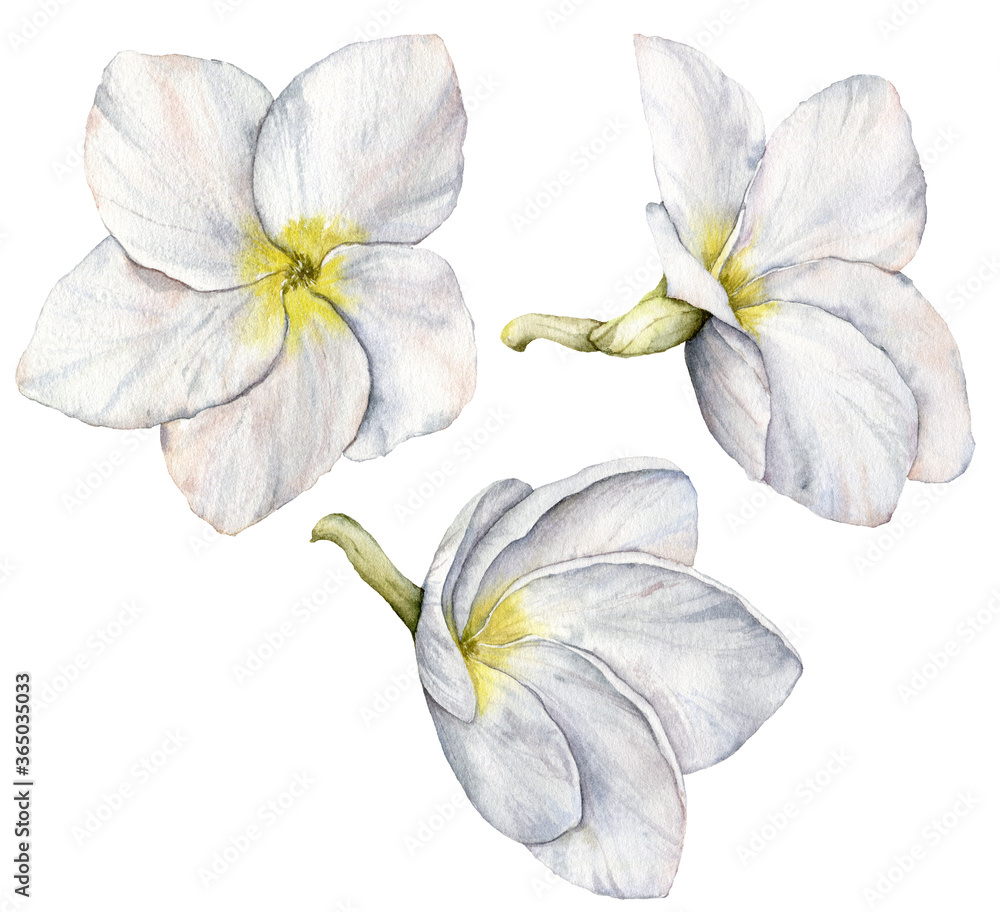 Obraz premium Watercolor white plumeria set. Hand painted tropical flowers isolated on white background. Frangipani. Floral illustration for design, print, fabric or background.