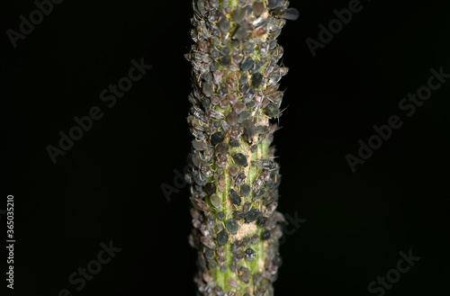 brown farmer ants serve field aphids as their herd on green stems against a black background