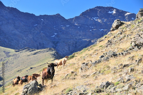 Cows and bulls grazing below Alcazaba-peak, Sierra Nevada National Park, Andalusia, Spain