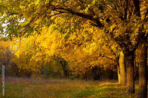 Beautiful autumn park. Picturesque nature, golden trees in the rays of the sun.