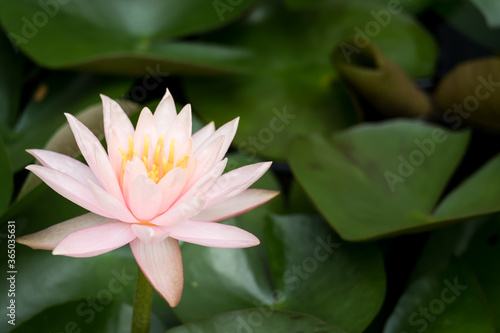 Blooming pink Lotus flower or water lily in public gardens.
