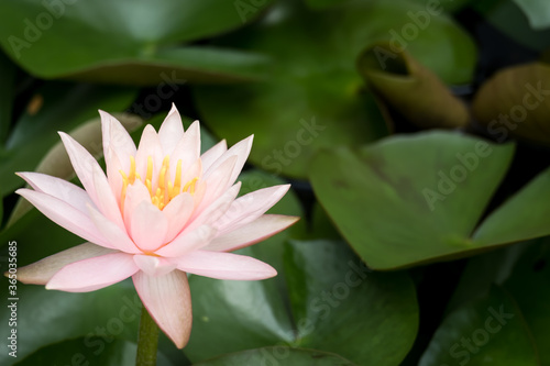 Blooming pink Lotus flower or water lily in public gardens.