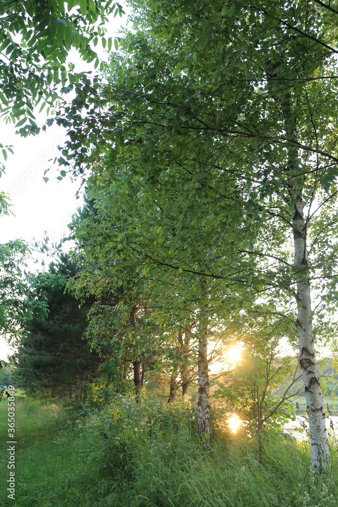 Fototapeta premium Sunlight through the trees on a summer evening in the village