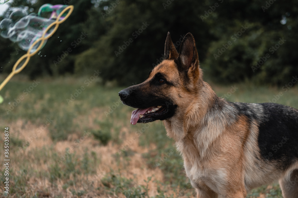 A German shepherd plays with soap bubbles. The dog catches soap bubbles with its mouth, games with the dog in nature, in the fresh air. Active German shepherd.
