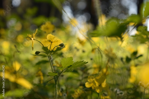 yellow flowers of the forest