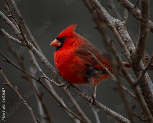 Cardinal on a branch