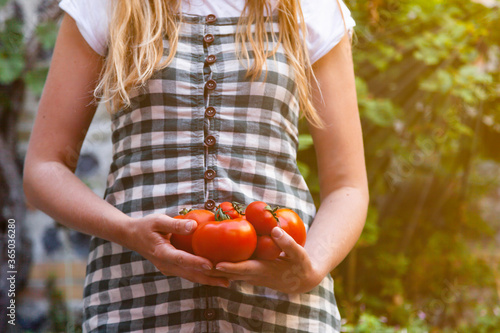 Young farmer girl in linen summer dress is holding a ripe red organic tomatoes just from a garden bed. Concept of natural products, agriculture. Green background, close up, soft light flare. Tonned.