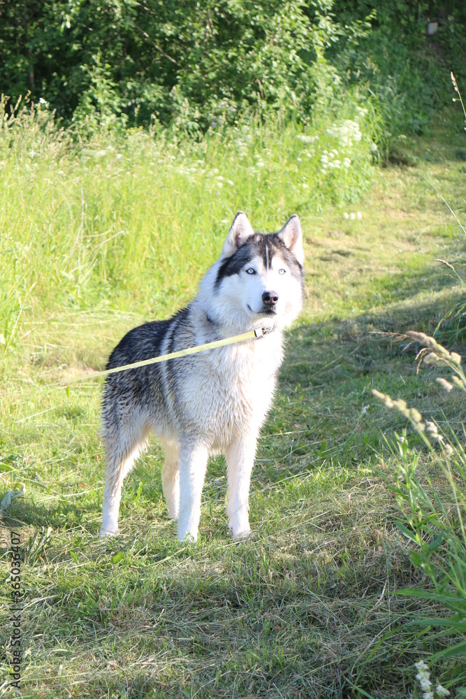 big husky dog standing on the grass big husky dog standing on the grass