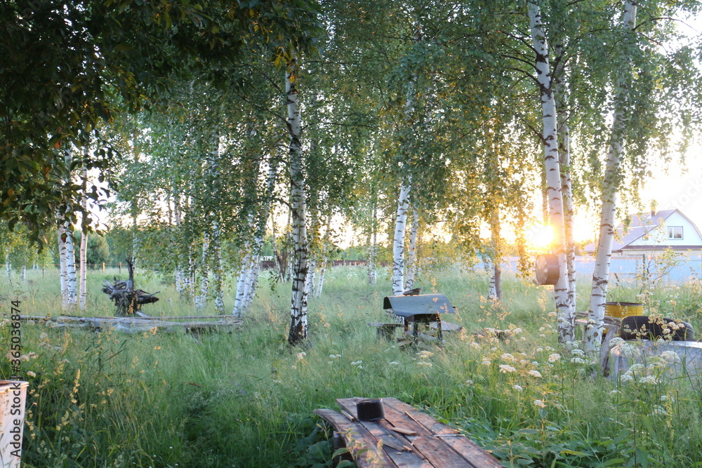 Sunlight through the trees on a summer evening in the village
