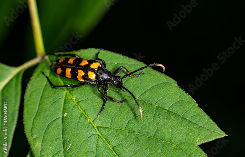 black-striped long-wattled beetle moves along the green trunk of the plant