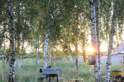 Sunlight through the trees on a summer evening in the village