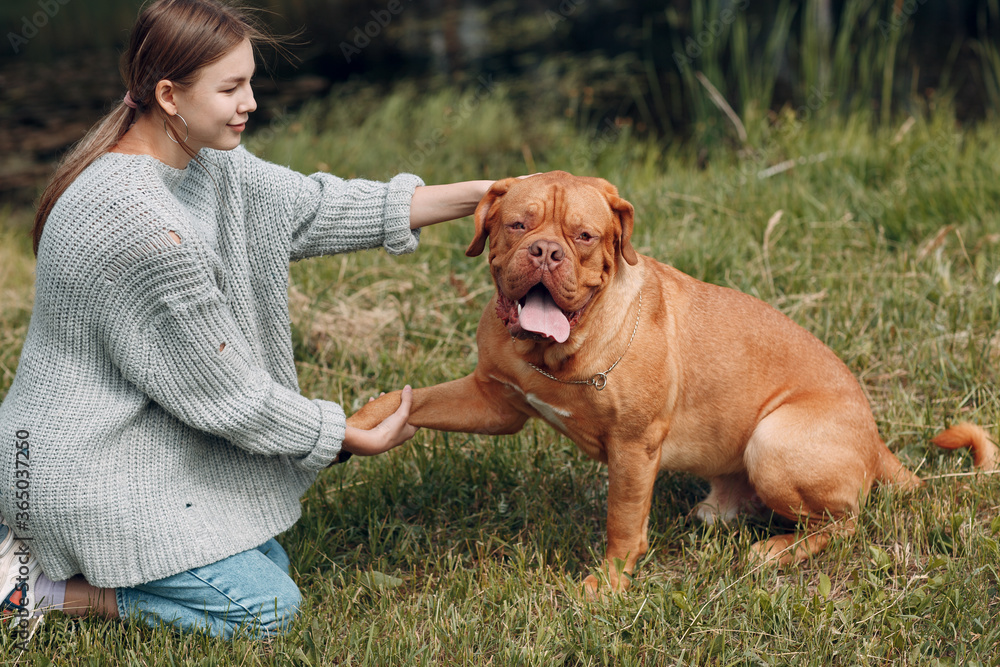 Dogue de Bordeaux or French Mastiff gives paw young woman at outdoor park.