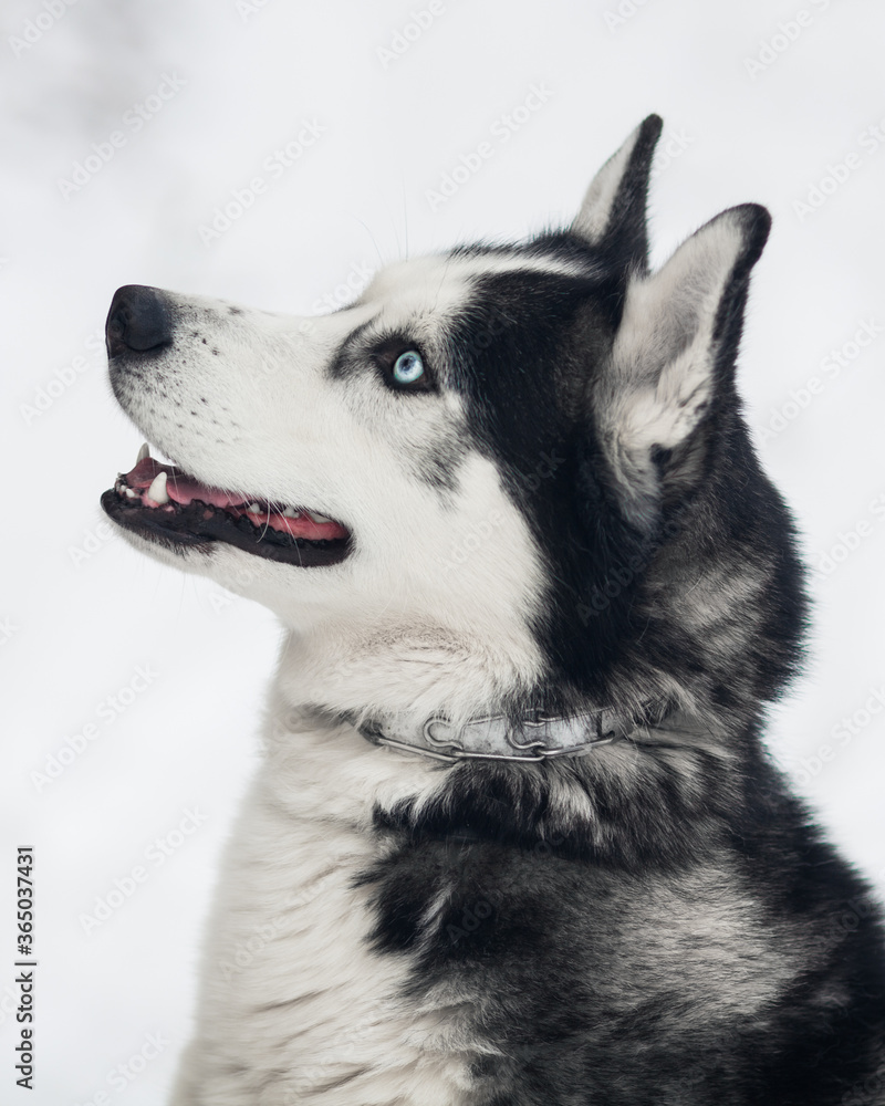 Blue-eyed husky dog looks up