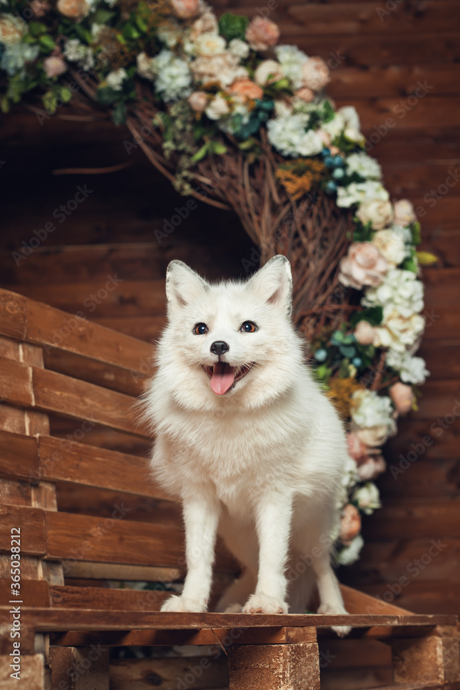 Fototapeta premium White fox on brown background