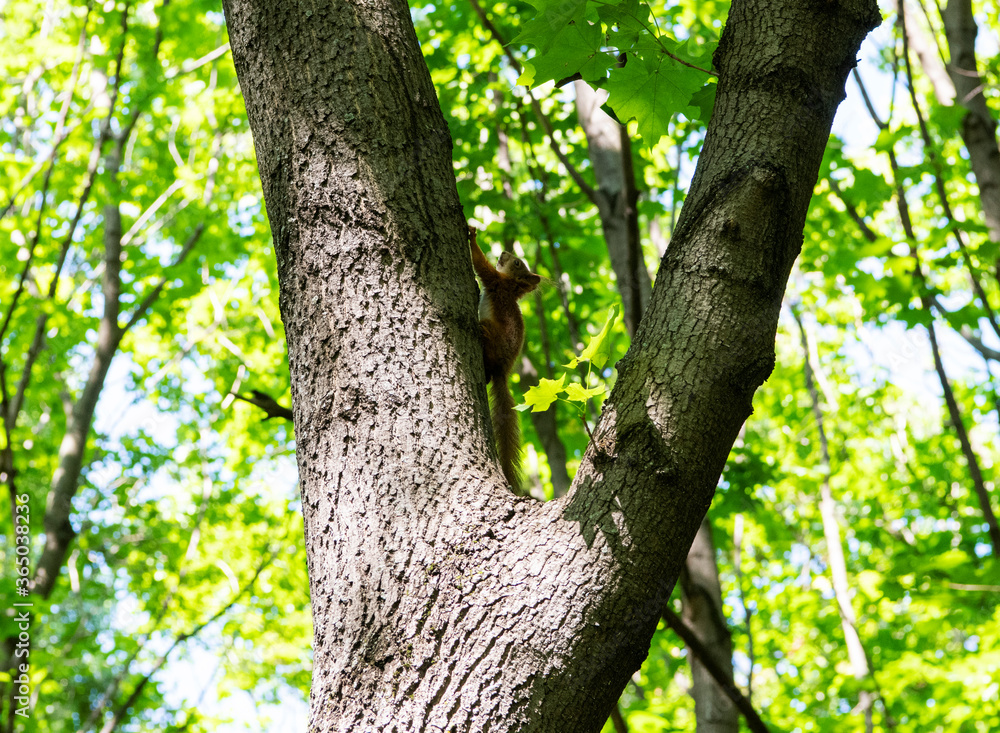 Fototapeta premium red squirrel sitting on a tree trunk waiting for nuts