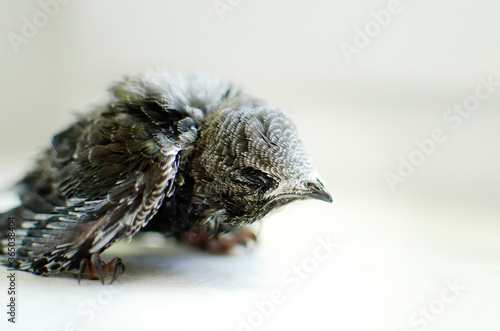 A little helpless chick sweeping on a white background, close-up. photo