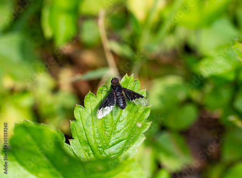 black moth sits on a green leaf