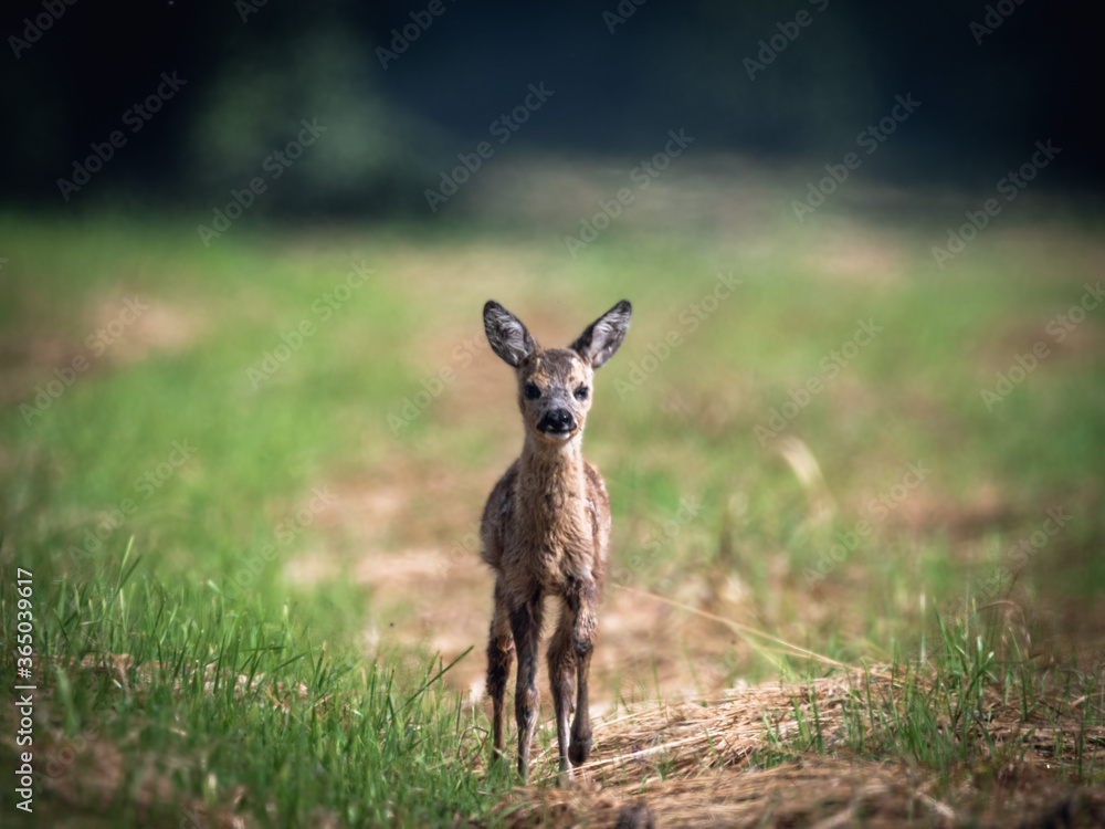 Sarna roe