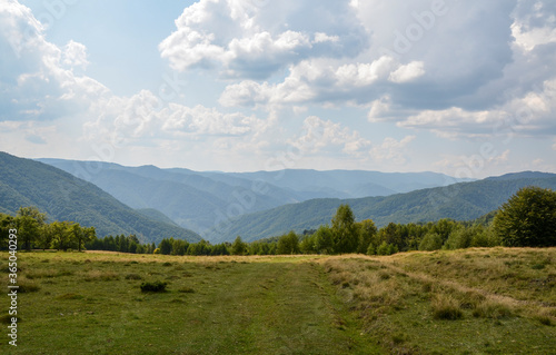 Beautiful view of fir trees and green meadow in the Carpathian mountains against sky with clouds, Ukraine 