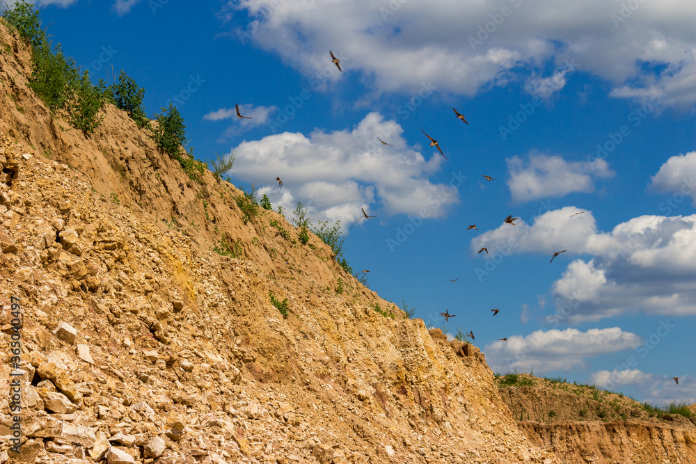 Sand martin (Riparia riparia) fly near their minks in the quarry walls