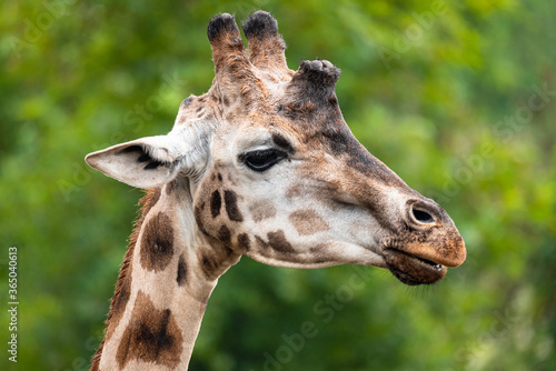 Close up of a beautiful African giraffe in front of green trees.  © spacekris