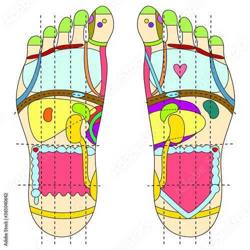 Massage Feet Line Reflexology 